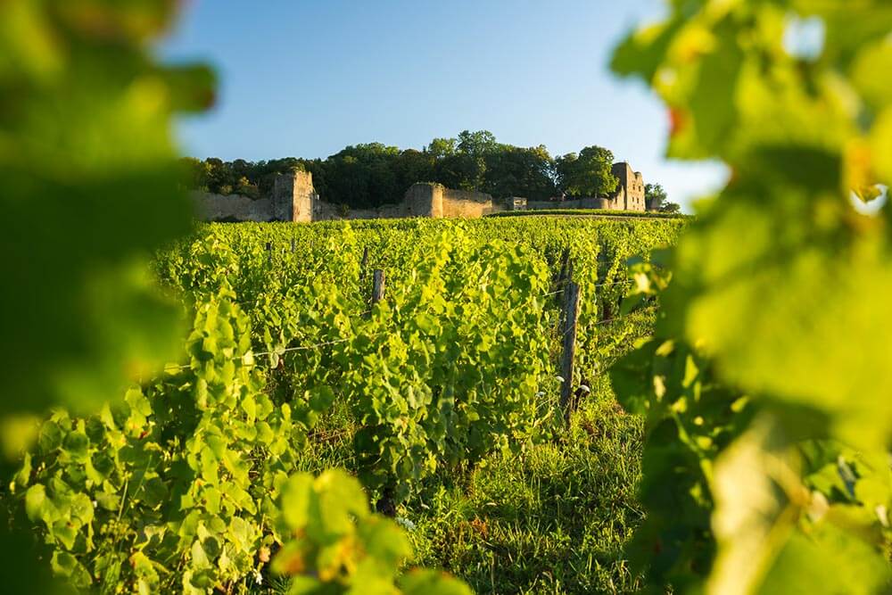 Visite guidée du Château d'Arlay dans le Jura, vue des vignes