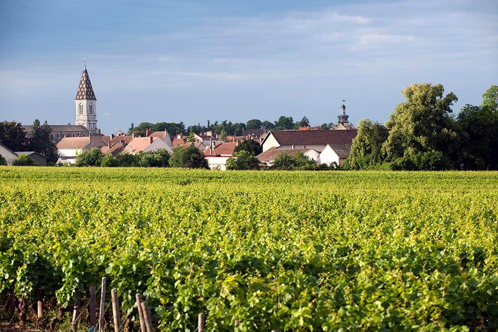 Visite guidée et œnotourisme en Bourgogne, Nuits Saint-Georges