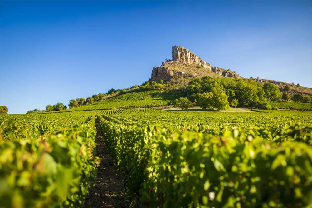 Visite guidée vignoble bourgogne Roche de Solutré