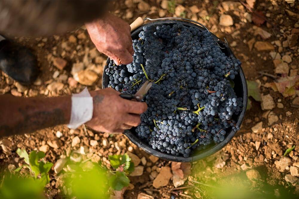 Visite guidée en Bourgogne et Franche-Comté printemps été 2022